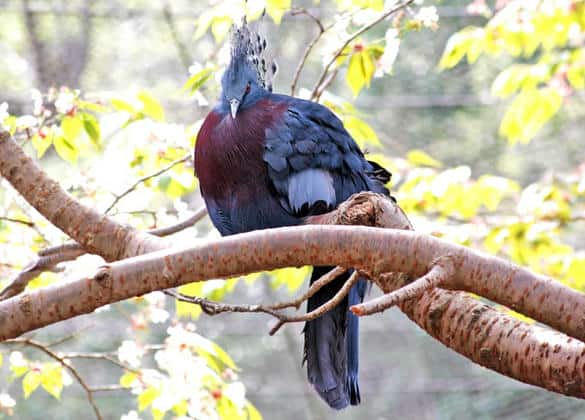 動物図鑑・オウギバト